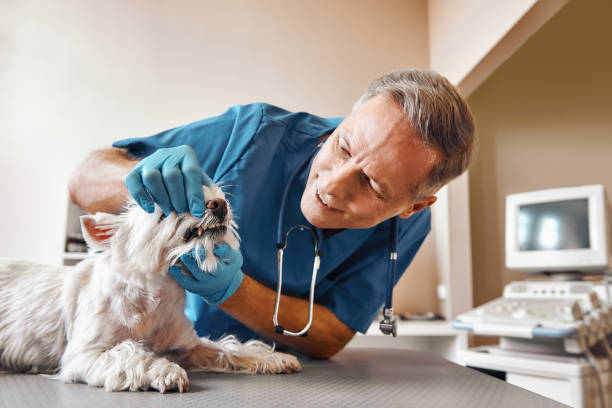 Best Emergency X-Rays and Diagnostics in West Melbourne, FL